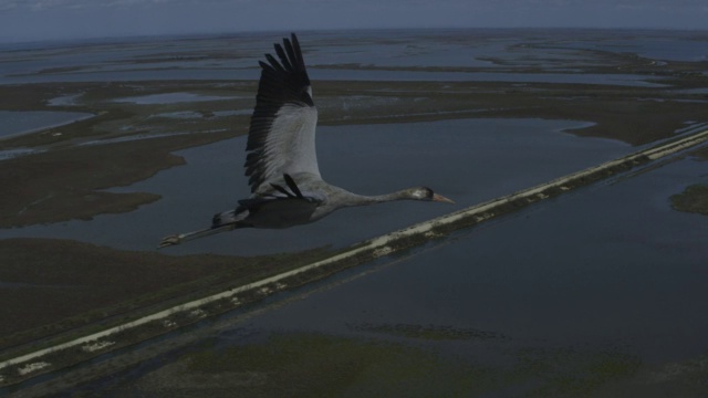 SLOMO空对空MS与普通起重机一起飞过Camargue的道路和泻湖视频素材