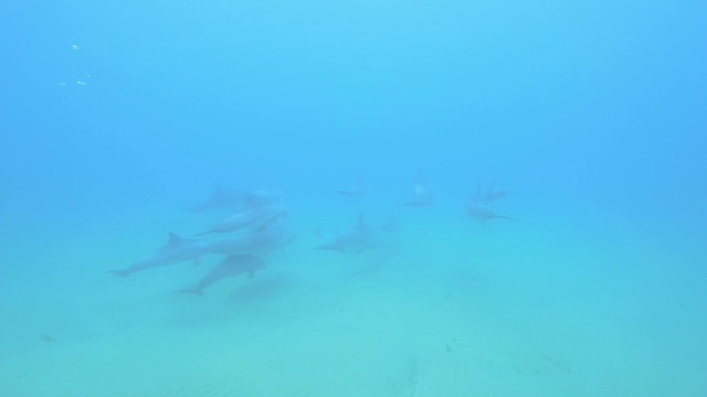 水下PAN和小海豚带领着一大群宽吻海豚靠近海床游泳视频素材