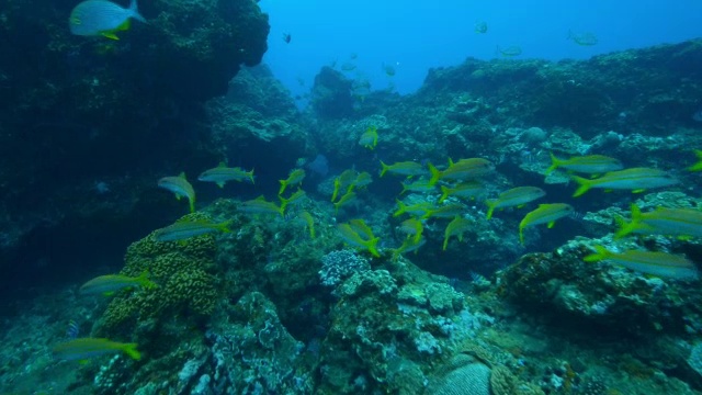 在水下追踪黄羊鱼和其他在水流中漂浮的鱼群视频素材