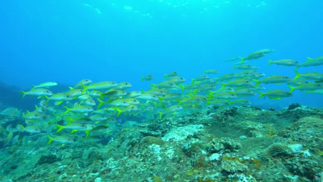 水下有一群黄羊鱼和其他在水流中漂浮的鱼群视频素材