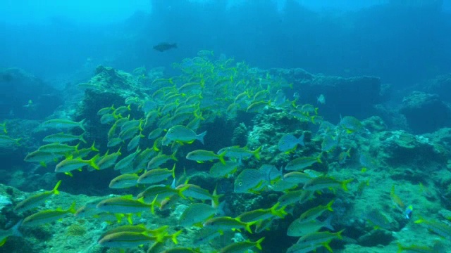 水下PAN与密集的鱼群黄山羊和其他靠近镜头漂浮在水流中视频素材