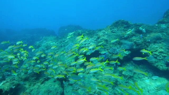 在暗礁上，黄山羊鱼和其他在水流中漂浮的鱼群后面的水下轨迹视频素材