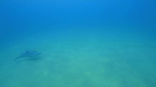 水下宽吻海豚和小海豚在海底附近游泳视频素材