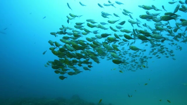 水下斧鱼群浮在暗礁上的水流中视频素材