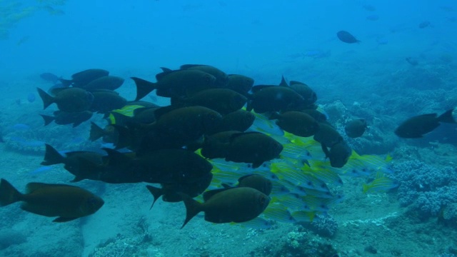 暗礁鱼类在水流中漂浮的水下混合鱼群视频素材