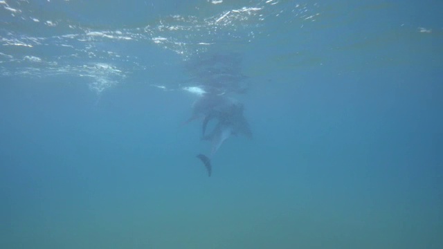 一群雄性宽吻海豚正在追逐雌性海豚并试图交配视频素材