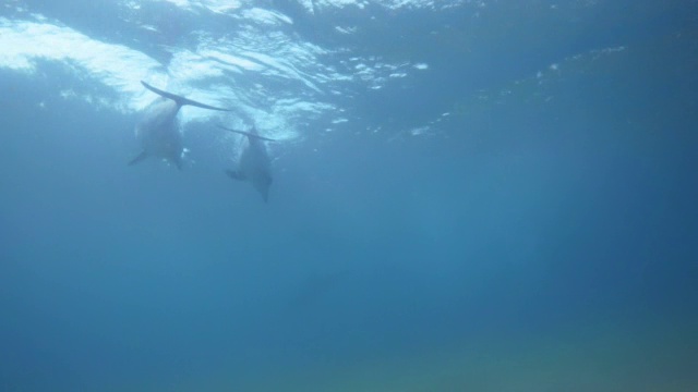 宽吻海豚和大海豚在水下快速游动视频素材