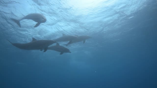 水下CU跟踪后面的宽吻海豚游泳在海床上一个与鮣鱼连接，然后加入了更大的组谁玩视频素材