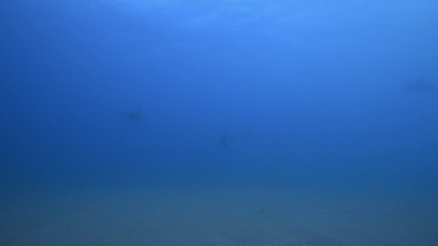 水下宽吻海豚和非常小的海豚在海床上游泳视频素材