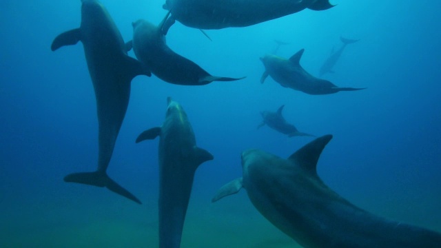 水下追踪宽吻海豚群和小海豚在海床上游泳视频素材