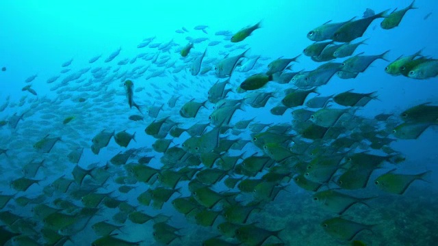 在水下CU进入MS浅滩的斧鱼漂浮在暗礁上的水流视频素材