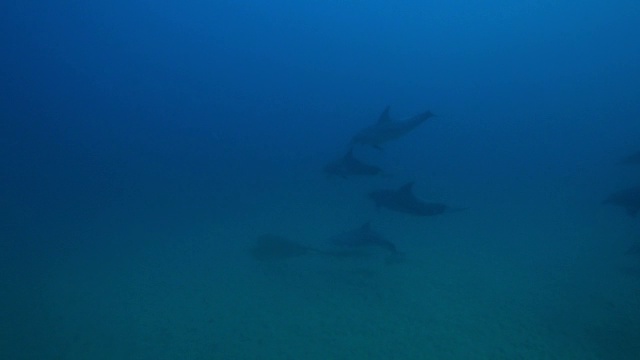 水下宽吻海豚在海底黄貂鱼上面游泳视频素材