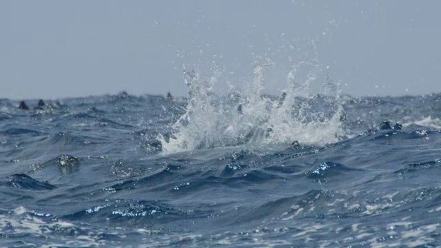 在洛杉矶追踪飞旋海豚群在波涛汹涌的海面上跳跃视频素材