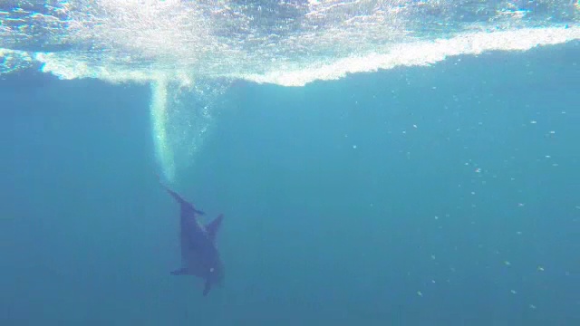 宽吻海豚在公海游泳后浮出水面呼吸的水下轨迹视频素材