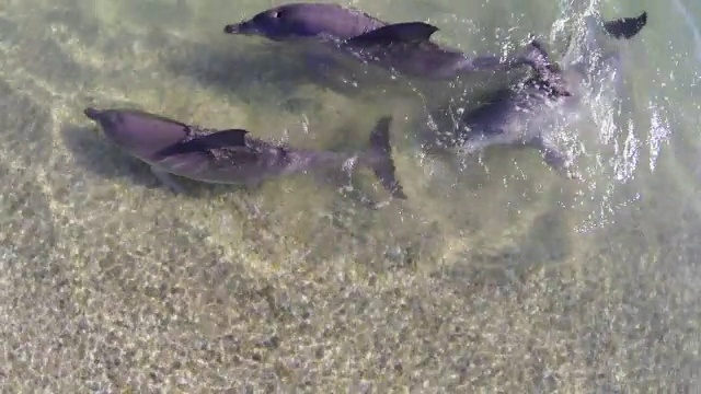 在3只宽吻海豚正上方的浅海中游泳视频素材