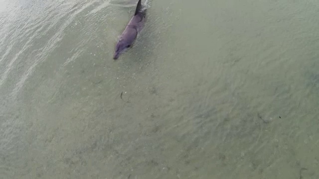 位于宽吻海豚正上方的宽吻海豚在浅海中游动，气孔清晰可见视频素材