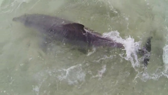 宽吻海豚在浅水中捕鱼视频素材