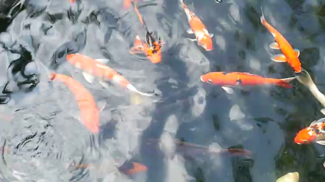 花式鲤鱼在池塘里游泳视频素材