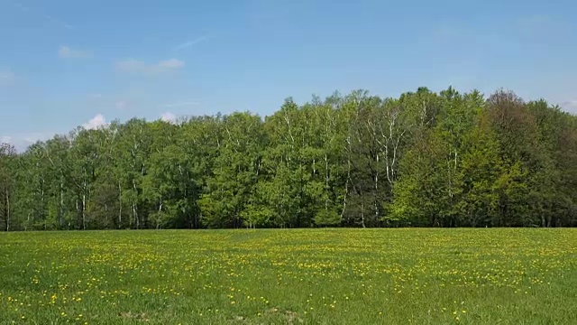 绿色的草地，蒲公英和蓝天视频素材