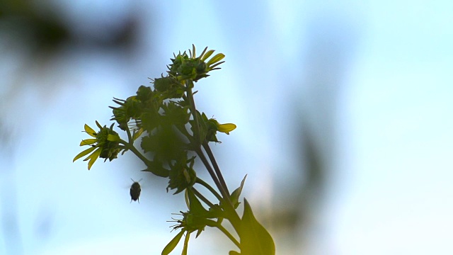 大黄蜂在黄花周围飞来飞去视频素材