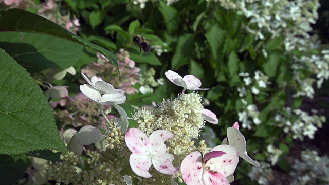 大黄蜂从花中起飞，慢慢地飞离框架顶部视频素材