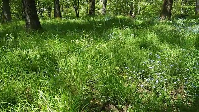 阳光明媚的森林草地与蓝色的花朵视频素材