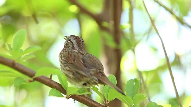 北美歌雀视频素材