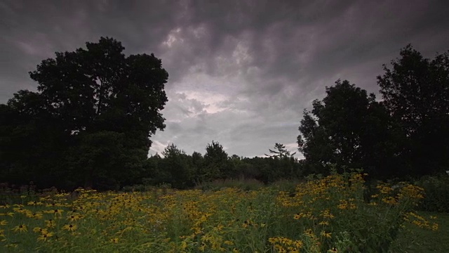 平移宽广的草原景观，黄色的野花和暴风雨的天空视频素材