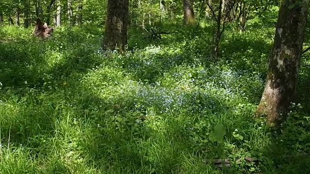 阳光明媚的森林草地与蓝色的花朵视频素材