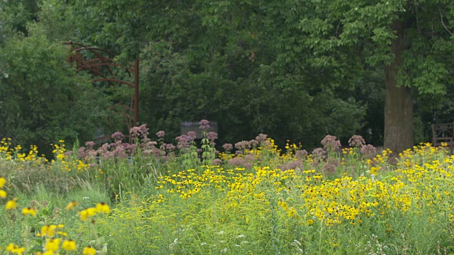 原生植物，野花，园林景观视频素材