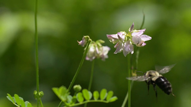 大黄蜂在豌豆花上授粉和起飞视频素材