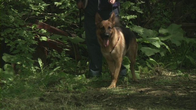 被皮带牵着的德国牧羊犬在树林里嗅来嗅去。视频素材