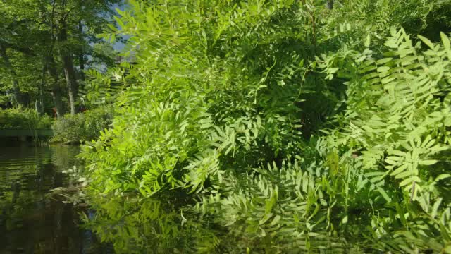 从右到左从蕨类和植物到两层小屋，湖或度假屋在bg。码头。独木舟在岸上。树。视频素材