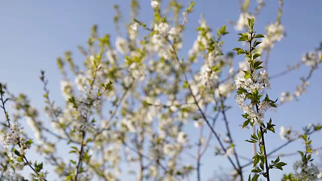 梅花在阳光明媚的春天开花视频素材