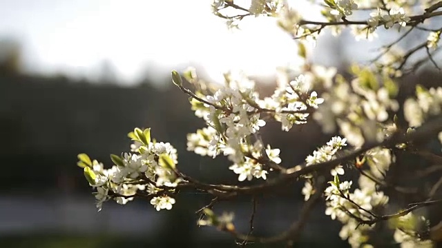 梅花在阳光明媚的春天开花视频素材