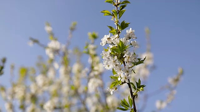 梅花在阳光明媚的春天开花视频素材