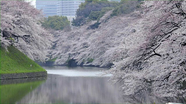 东京千鸟渊的樱花视频素材