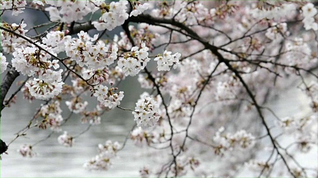 日本东京的樱花特写视频素材