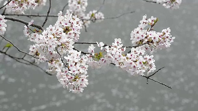 日本东京千代田千鸟渊公园的樱花视频素材