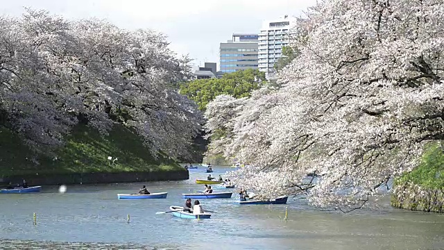 日本东京千代田千鸟渊公园的樱花视频素材