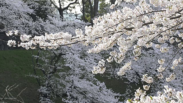 日本东京千代田千鸟渊公园的樱花视频素材