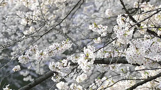 日本东京千代田千鸟渊公园的樱花视频素材