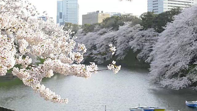 日本东京千代田千鸟渊公园的樱花视频素材