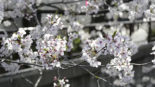 日本东京目黑，目黑河上的樱花视频素材