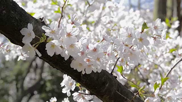 樱花迎风摇曳视频素材