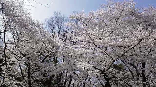 日本东京世田谷市木田公园的樱花视频素材