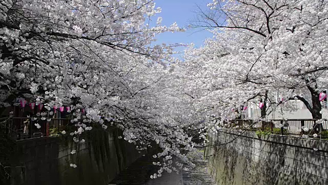 日本东京目黑河边盛开的樱花视频素材