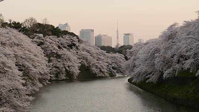 日本东京千鸟渊的樱花视频素材