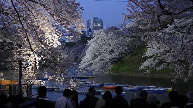 日本东京千鸟渊的樱花夜景视频素材