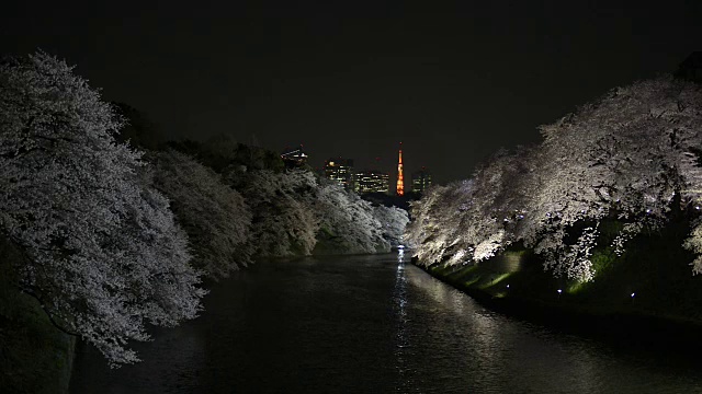 日本东京千鸟渊的樱花夜景视频素材